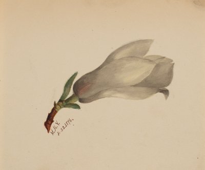(Bez názvu - studie květin) od Mary Vaux Walcott