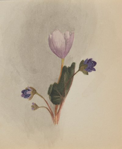 (Bez názvu - studie květin) od Mary Vaux Walcott