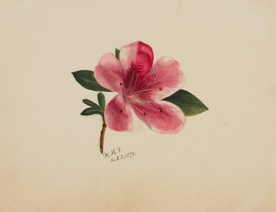 (Bez názvu - studie květin) od Mary Vaux Walcott