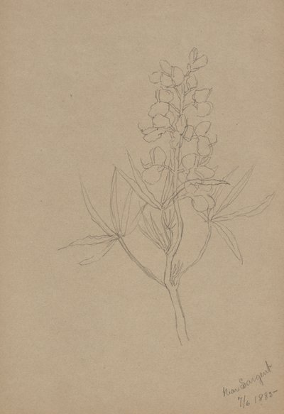 (Bez názvu - studie květin) od Mary Vaux Walcott