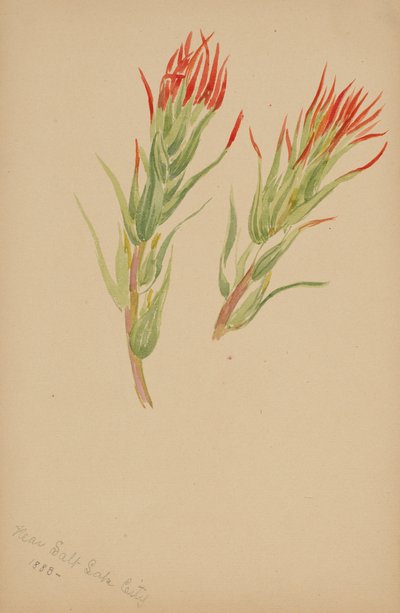 (Bez názvu - studie rostlin) od Mary Vaux Walcott