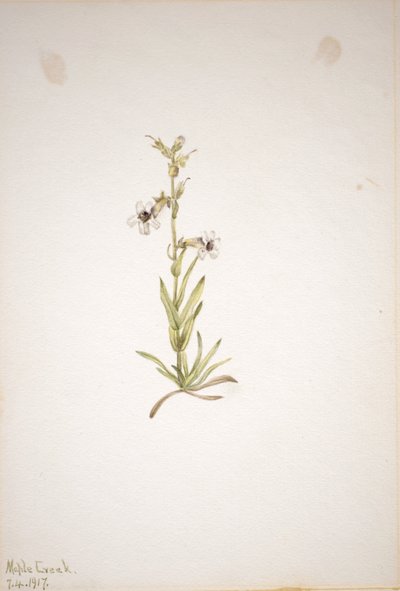 (Bez názvu - studie rostlin) od Mary Vaux Walcott