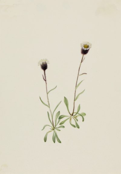 Aleutský blešák Erigeron unalaschensis, n.d. od Mary Vaux Walcott