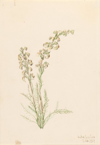 Kapradina alpská (Pedicularis contorta) od Mary Vaux Walcott