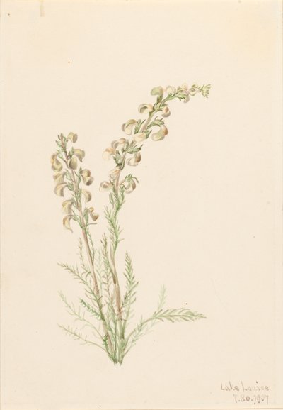 Alpine Fernlife Pedicularis contorta, 1907. od Mary Vaux Walcott