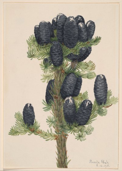 Jedle alpská (Abies lasiocarpa) od Mary Vaux Walcott