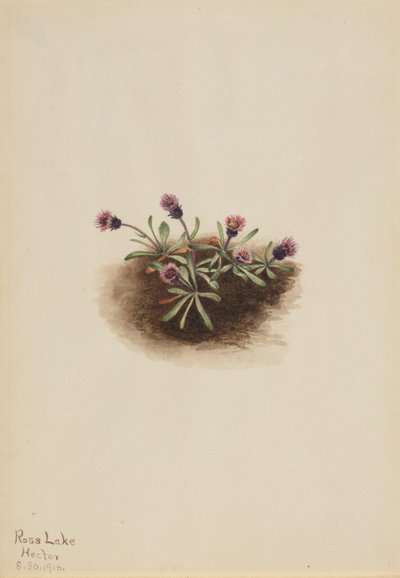 Pcháč alpský (Erigeron unalaschcensis) od Mary Vaux Walcott