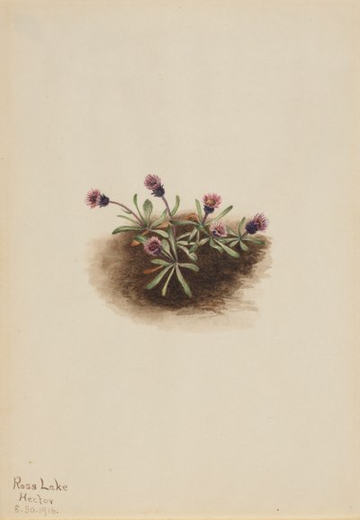 Alpine Fleabane Erigeron unalaschcensis, 1916. od Mary Vaux Walcott