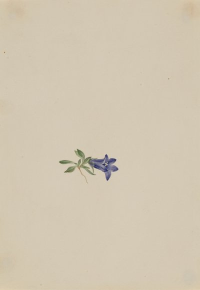 Zajíc alpský (Campanula lasiocarpa) od Mary Vaux Walcott