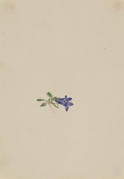 Zajíc alpský Campanula lasiocarpa, n.d. od Mary Vaux Walcott