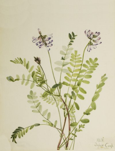Milkvetch alpský Astragalus alpinus, 1921 od Mary Vaux Walcott