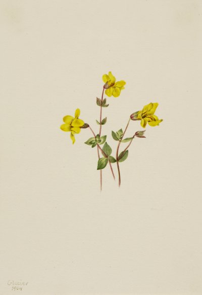 Květ alpské opice Mimulus caespitosus, 1904. od Mary Vaux Walcott