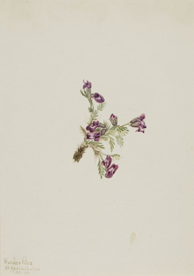 Ostrožka alpská (Oxytropis podocarpa) od Mary Vaux Walcott