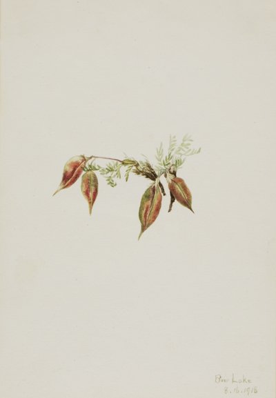 Ostrožka alpská (Oxytropis podocarpa) od Mary Vaux Walcott