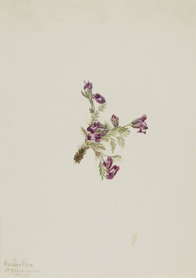 Alpine Pointvetch Oxytropis podocarpa, 1916. od Mary Vaux Walcott