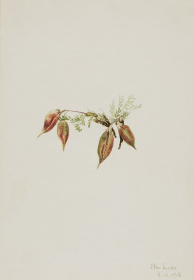 Alpine Pointvetch Oxytropis podocarpa, 1918. od Mary Vaux Walcott