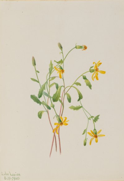 Hadinec alpský (Senecio species) od Mary Vaux Walcott