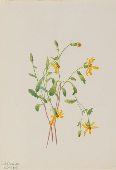 Starček alpský druh Senecio, 1905. od Mary Vaux Walcott