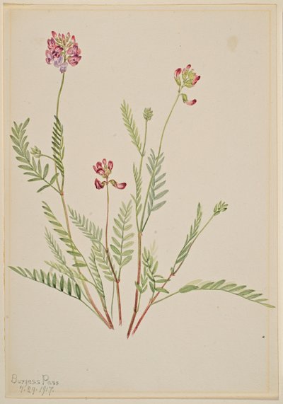 Vachta alpská (Astragalus bourgovii) od Mary Vaux Walcott
