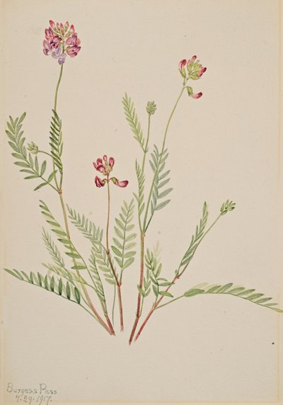 Věta alpská Astragalus bourgovii, 1917. od Mary Vaux Walcott