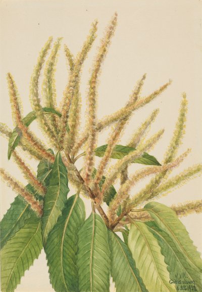 Kaštanovník jedlý (Castanea dentata) od Mary Vaux Walcott