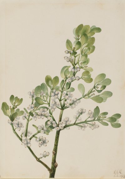 Americké jmelí Phoradendron flavescens, 1923. od Mary Vaux Walcott