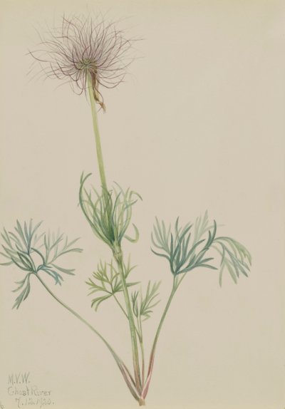 Koniklec americký Pulsatilla ludoviciana, 1920. od Mary Vaux Walcott