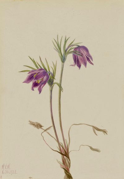 Koniklec americký Pulsatilla ludoviciana, 1922. od Mary Vaux Walcott