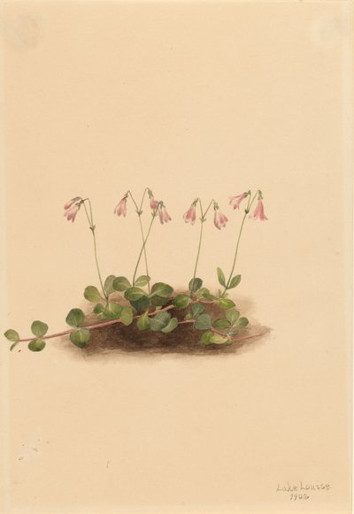 Americká dvouletka (Linnaea borealis americana) od Mary Vaux Walcott