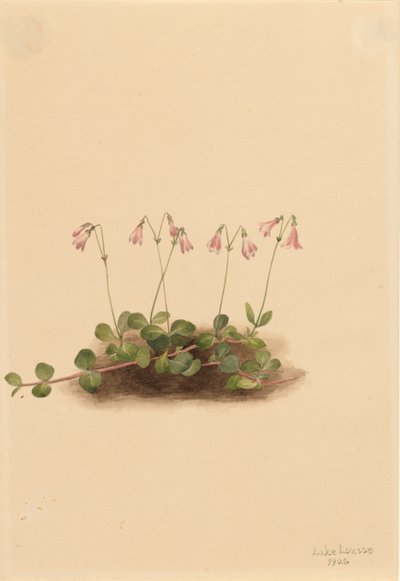 Twinflower americký Linnaea borealis americana, 1902. od Mary Vaux Walcott