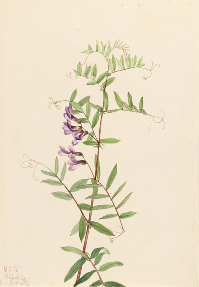Americká Vetch Vicia americana, 1922. od Mary Vaux Walcott