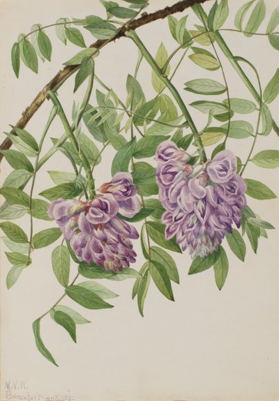 Americká Wisteria Kraunhia frutescens, 1925. od Mary Vaux Walcott