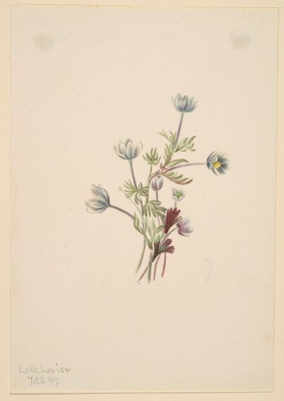 Sasanka (Anemone drummondii) od Mary Vaux Walcott