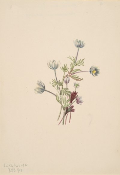 Anemone Anemone drummondii, 1907. od Mary Vaux Walcott