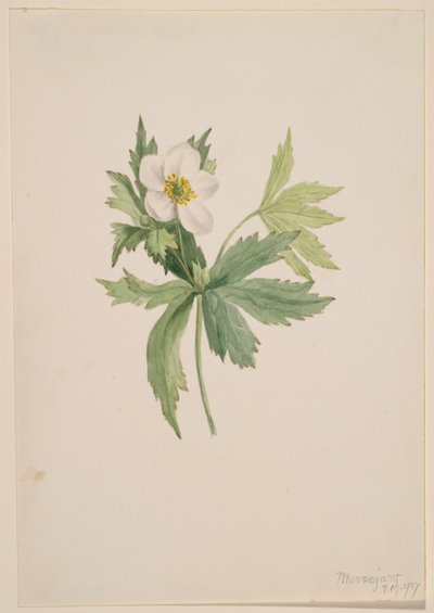 Anemone canadensis od Mary Vaux Walcott
