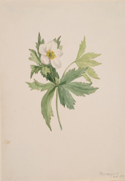 Anemone canadensis, 1907. od Mary Vaux Walcott