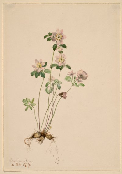 Anemonella (Syndesmon thalictroides) od Mary Vaux Walcott