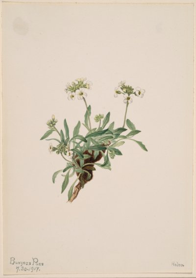 Arabis drummondii od Mary Vaux Walcott
