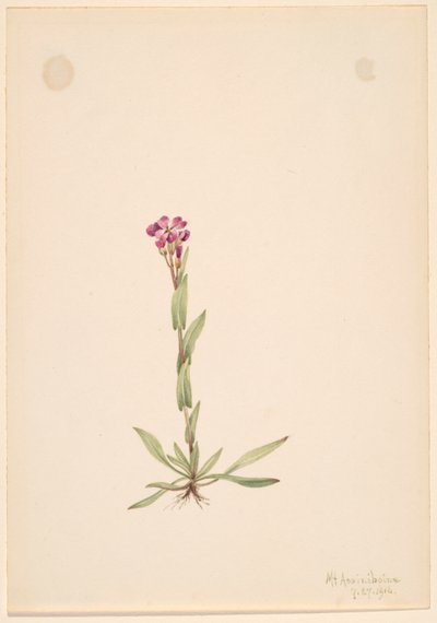 Arabis lyallii, 1916. od Mary Vaux Walcott