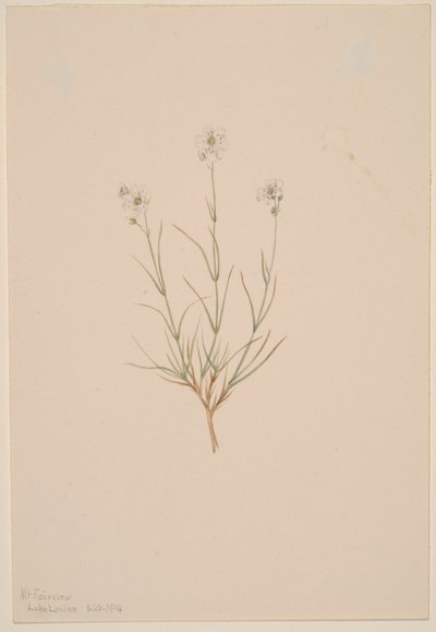 Arenaria formosa od Mary Vaux Walcott