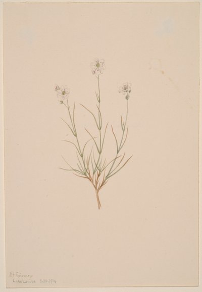 Pískovec Formosa, 1904. od Mary Vaux Walcott