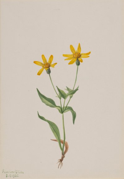 Arnica alpina, 1905. od Mary Vaux Walcott