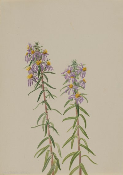 Aster Aster hirariifolius, 1923. od Mary Vaux Walcott