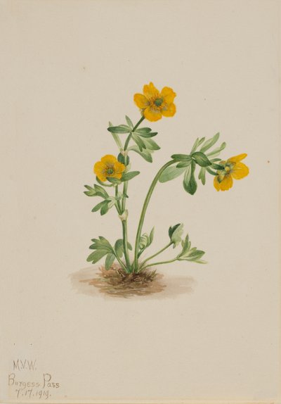 Avalanche Buttercup Ranunculus suksdorfii, 1919. od Mary Vaux Walcott