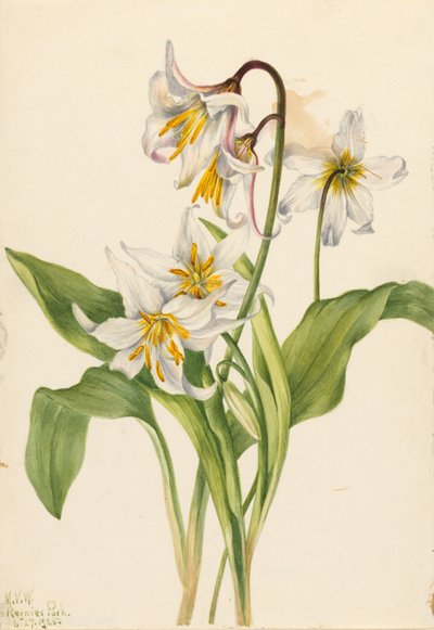Lavinová lilie (Erythronium montanum) od Mary Vaux Walcott