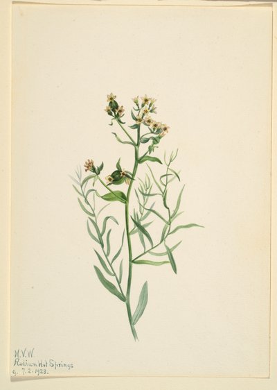Ropucha bastardova (Comandra pallida) od Mary Vaux Walcott