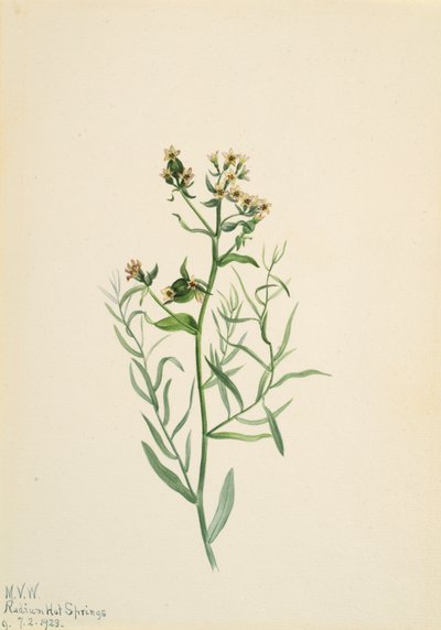 Bastard Toadflax Comandra pallida, 1923. od Mary Vaux Walcott