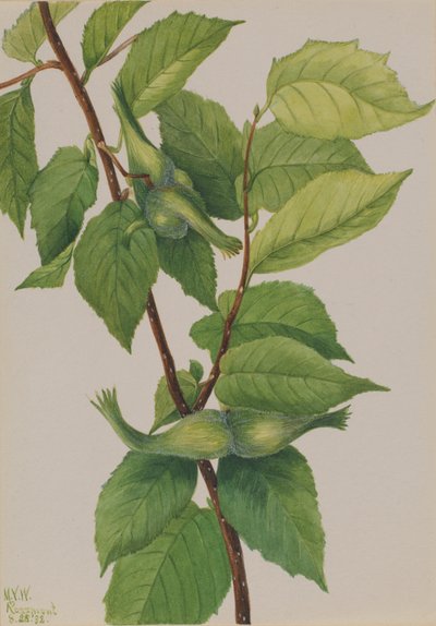 Lískový ořech Corylus rostrata, 1932. od Mary Vaux Walcott