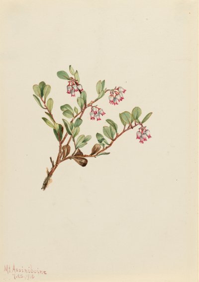 Medvědice lékařská (Arctostaphylos uva-ursi) od Mary Vaux Walcott