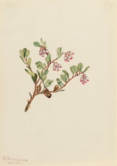 Bearberry Arctostaphylos révový medvěd, 1916 od Mary Vaux Walcott